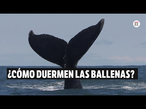 ¿Cómo duermen las ballenas para no ahogarse? | El Espectador