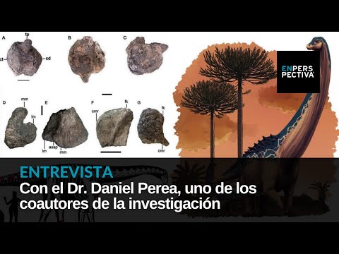 El primer dinosaurio uruguayo se llama Udelartitán celeste. ¿Por qué define una nueva especie?