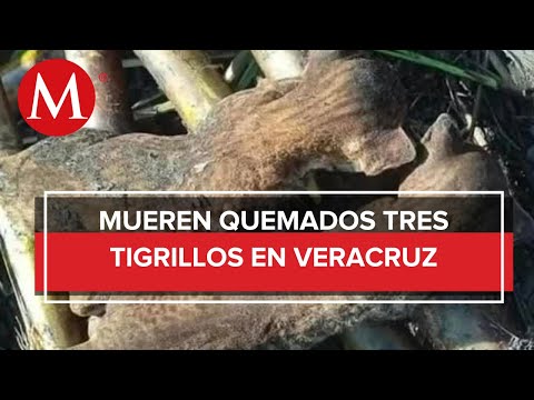 Encuentran tres tigrillos sin vida en Cañaverales de Tlacotalpan, Veracruz