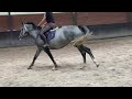 Show jumping horse Super 4 jarig springpaard van turbo z