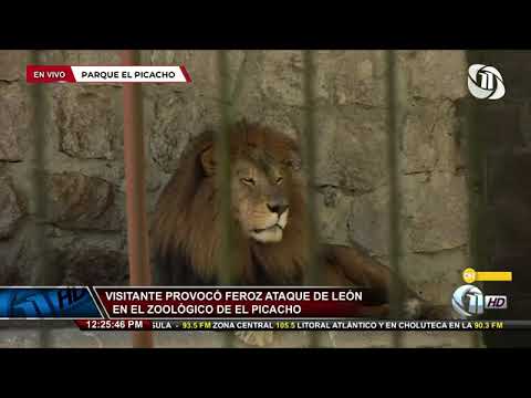Once Noticias | Visitante provocó feroz ataque de león en el zoológico de El Picacho