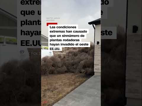 Cientos de plantas rodadoras se amontonan delante de casas en Utah por fuertes vientos