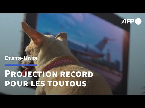 Record du monde du plus grand nombre de chiens assistant à une projection | AFP