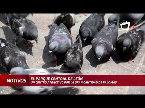Palomas aparecen muertas en el parque de central/catedral de León