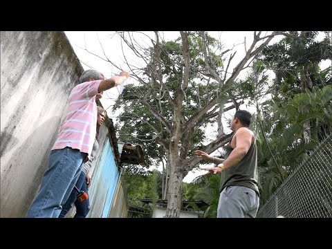 Familias preocupadas denuncian afectaciones por árbol enfermo en Corozal
