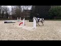 حصان القفز Makkelijk te rijden 8jarige springmerrie