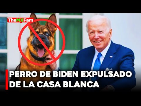 Perro de Biden Muerde a 20 Agentes Secretos y Es Expulsado de la Casa Blanca | TheMXFam