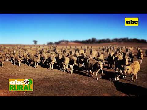ABC Rural: Tecnología - Monitor solar de ganado