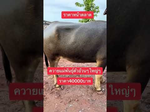 ควายแม่พันธุ์ตัวใหญ่ๆราคาถูก