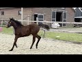 Dressage horse Hengstveulen uit bewezen sportstam