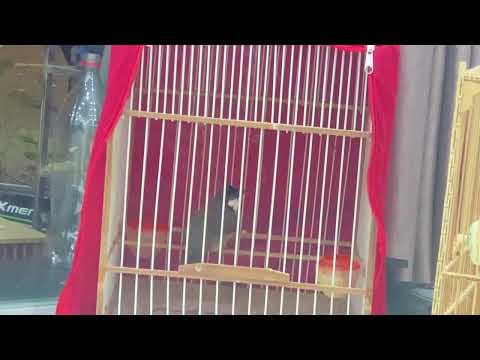 Cặp Chào Mào Má Trắng Lân Víp Và Chim Khướu Đẻ Hỏng /Nhân Tạ Mốt - YouTube