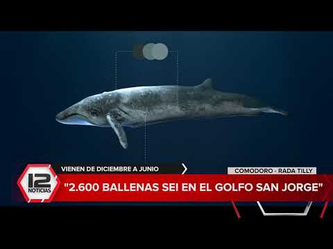 COMODORO RIVADAVIA | 3600 ballenas Sei en el Golfo San Jorge