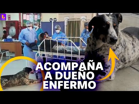 Perro acompaña a su dueño indigente hasta el hospital: Conoce la historia de 'Manchas'