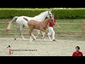 Show jumping horse KASSANDRO RV Z