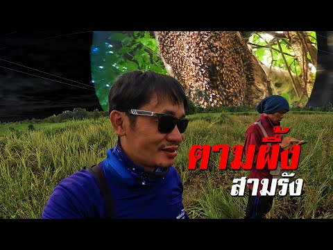 HONEYHUNTINGตามตัวผึ้งหลวงเจ