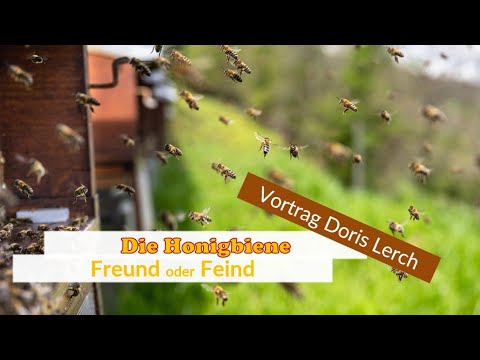Die Honigbiene - Freund oder Feind