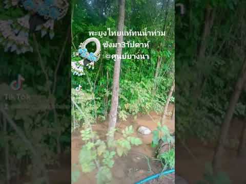 ไม้พะยูงทนน้ำท่วมหรือไม่ไปดูกั ไม้พะยูงทนน้ำท่วมหรือไม่ไปดูกั
