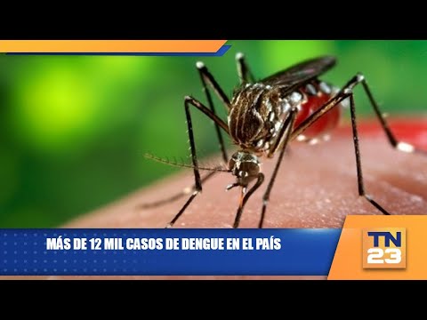 Más de 12 mil casos de dengue en el país