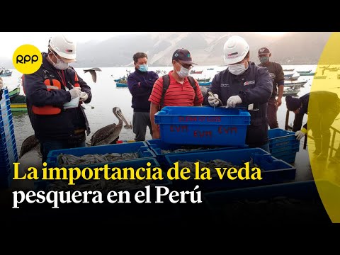 Las vedas en mar, ríos y lagos y la importancia de su cumplimiento en el Perú