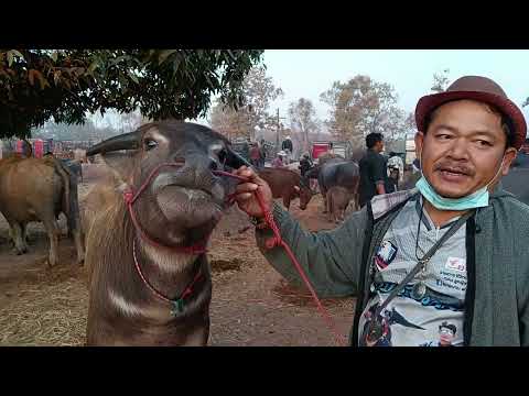 พาชมราคาควายตลาดนัดอศรีบุญเร