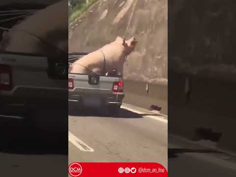 Porco gigante é transportado em caçamba de caminhonete em SP