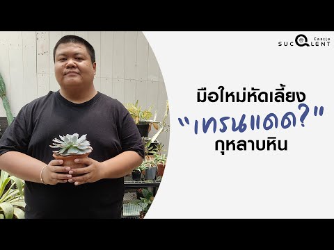 เทรนแดดยังไงกันดี:มือใหม่หัด