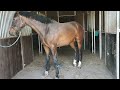 Dressage horse Knap dressuurpaard (For Ferrero x Chapter Leatherdale)
