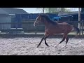 Show jumping horse Jaarling ruin (Kallas x El Salvador x Quidam de Revel x Nimmerdor)