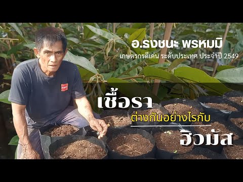 เชื้อรากับฮิวมัส|แตกต่างกันอ