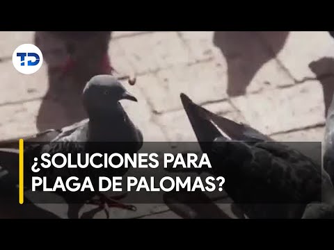 Plaga de palomas: ¿autoridades no brindan soluciones?