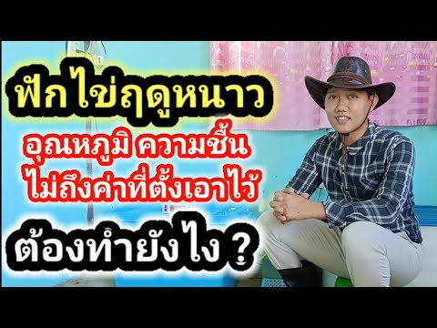 ฟักไข่ฤดูหนาวอุณหภูมิความชื้