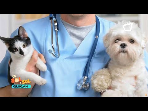 Todo lo que debes saber antes de esterilizar a tu mascota