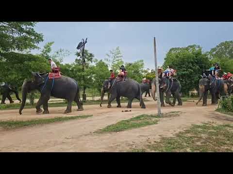 การถ่ายทอดสดของElephantstor