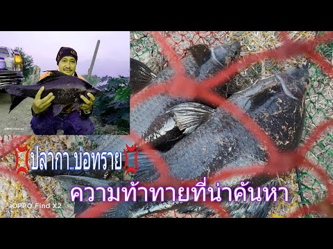 ตกปลากาบ่อทรายตกไม่ง่ายแต่ก็ไม ตกปลากาบ่อทรายตกไม่ง่ายแต่ก็ไม