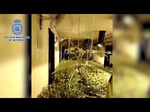 Desmantelada una plantación de marihuana en Fuenlabrada (Madrid)