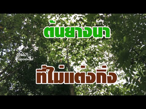 ต้นยางนา-ที่ไม่แต่งกิ่งคนบ้าปล ต้นยางนา-ที่ไม่แต่งกิ่งคนบ้าปล