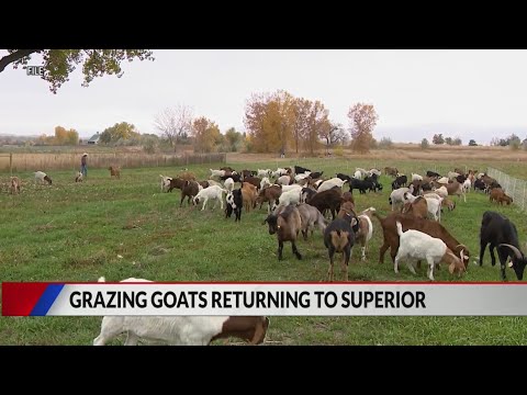 Goats return to Superior to help with summer grazing