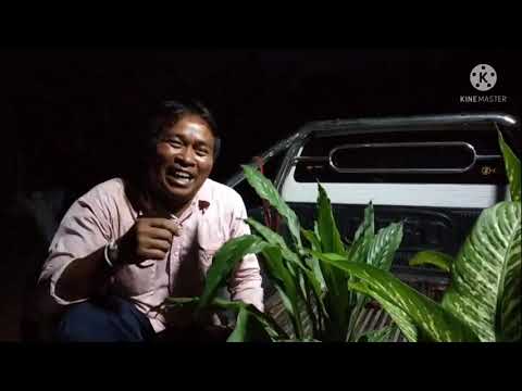 แนวส่ายข้าวทางบ้านผมเอิ้นว่า-ก แนวส่ายข้าวทางบ้านผมเอิ้นว่า-ก