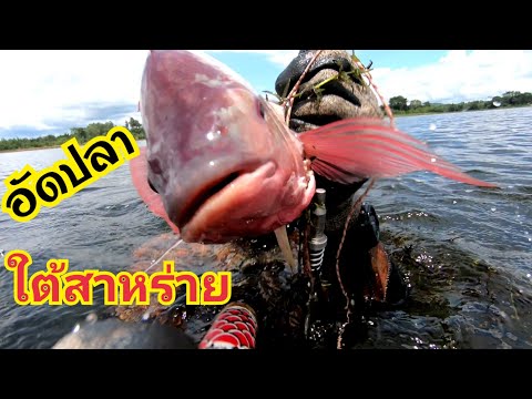 อัดปลาใต้สหร่าย อัดปลาใต้สหร่าย
