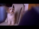 Video: Anti-drug dog - Demotyvuoja vartoti