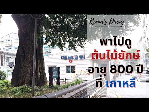 พาไปดูต้นไม้ยักษ์อายุ800ปี