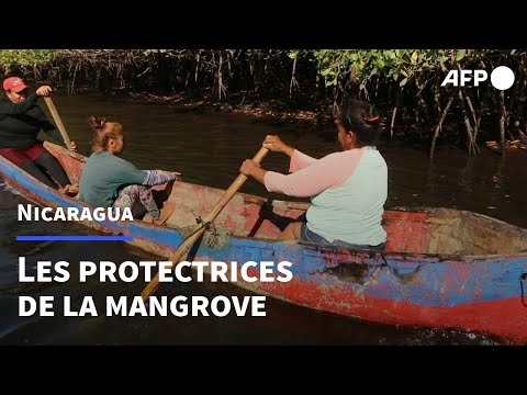 Nicaragua: ramasseuses de coquillages et protectrices de la mangrove | AFP