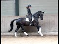 Dressage horse VERKOCHT 6-jarige kwaliteitsvolle Elite-dressuurmerrie