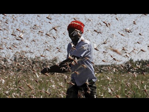 Kenia | Crean fertilizante y alimento para animales con la plaga de langostas