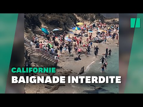 Deux otaries font fuir les vacanciers d'une plage de Californie