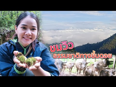 ชมวิว-ธรรมชาติทางขึ้นดอย-#บ้าน ชมวิว-ธรรมชาติทางขึ้นดอย-#บ้าน