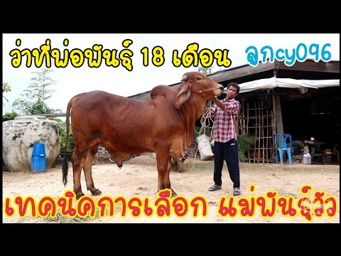 0915685207-เปิดsาคาหน้าคอก-ลูก 0915685207-เปิดsาคาหน้าคอก-ลูก