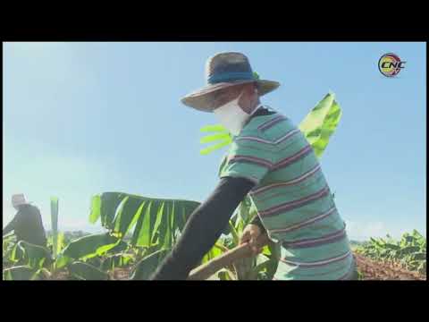 Jóvenes Campesinos del litoral sur granmense incrementan producciones agropecuarias de alta demanda