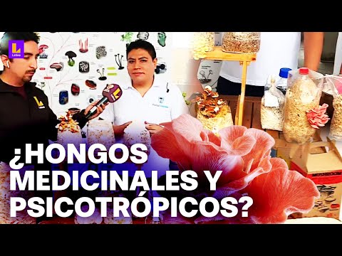 ¿Hongos para prevenir enfermedades?: El cultivo de las variedades de hongos del Perú