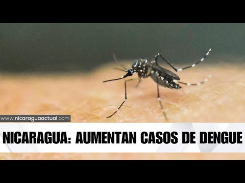 Noticias de Nicaragua: Se registra aumento en los casos de dengue en todo el país